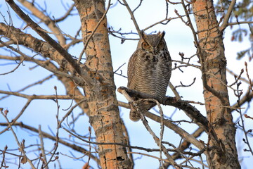 Great horned owl - bubo virginianus in poplar tree - 397689169