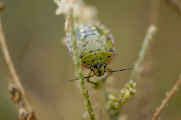 Nahansicht einer Fleckigen Brutwanze