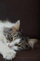 fluffy cat portrait
