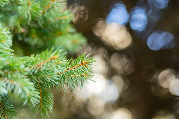 Fototapeta na wymiar Christmas tree on blurred background. Close up of fir branches with bokeh. Spruce needles out of soft focus. New year concept for a holiday card. Copy space