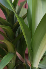 Obraz premium green plant closing up