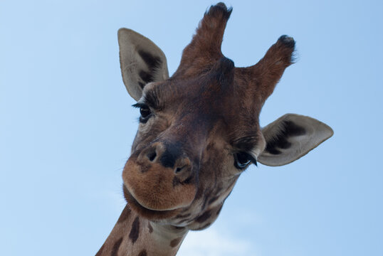 Portrait of giraffe. Blue sky in the background. Animals. Looking down.