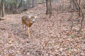 A buck is walking in the forest on autumn weather