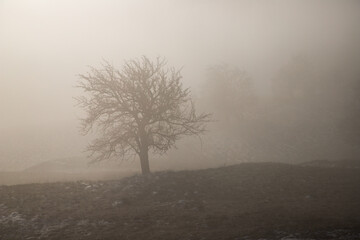 Fototapeta na wymiar amazing winter landscape with fog and frosty trees in Romania