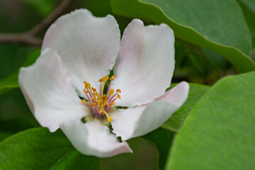 quince flower photo