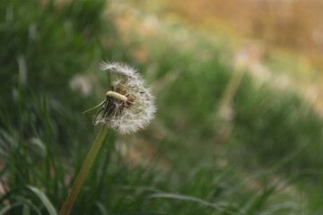 dandelion green meadow
