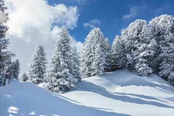 Winterwald in den verschneiten Alpen