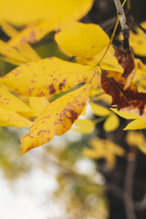 Hojas amarillas de otoñp en el exterior