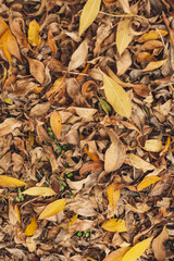 Hojas de otoño caidas amarillas sobre el cesped