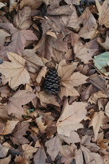 Piña en el suelo con hojas amarillas caidas