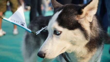 Dogs competition and beauty 