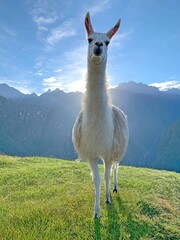 Llama standing in the green grass lawn Machu Picchu Peru. White lama glama.