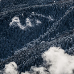 pine trees covered by snow in mountains with clouds