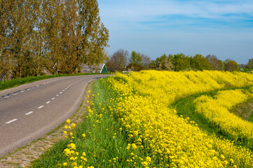Spring nature landscape with yellow blossom of rapeseed plants in Betuwe, Gelderland, Netherlands