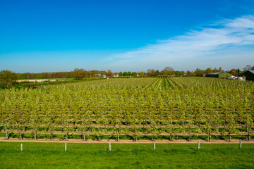 Fototapeta na wymiar Rows with blossoming plum, apple, cherry, pear fruit trees in springtime in farm orchards, Betuwe, Netherlands