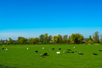 Dutch black white cows with milk grazing on green grass pasture