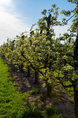 Fototapeta na wymiar Rows with plum or pear trees with white blossom in springtime in farm orchards, Betuwe, Netherlands