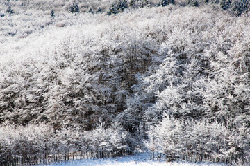 amazing winter landscape with fog and frosty trees in  Romania