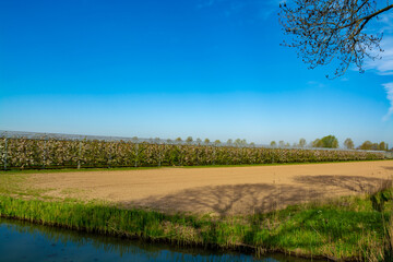 Rows of cherry trees with white blossom in fruit orchard with bird protection sytem in springtime, Betuwe, Netherlands