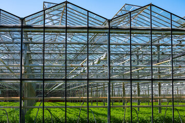 Obraz premium Greenhouse from glass with growing vegetables inside in sunny day