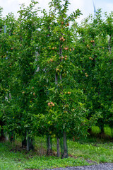 Fototapeta na wymiar Green organic orchards with rows of apple trees with ripening fruits in summer