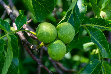 Walnut tree with big unripe nuts in green shell