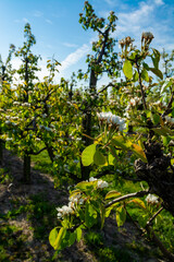 Rows with plum or pear trees with white blossom in springtime in farm orchards, Betuwe, Netherlands