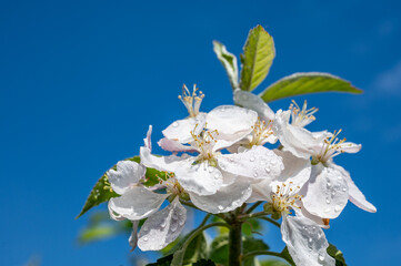 White blossom of apple tree close up