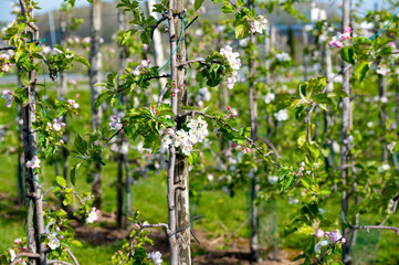 Fototapeta na wymiar Rows with blossoming apple fruit trees in springtime in farm orchards, Betuwe, Netherlands