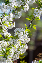 Spring white blossom of sour cherry tree