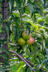 Green organic orchards with rows of apple trees with ripening fruits in summer