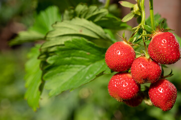 Sweet ripe red strawberry hanging on plant in garden