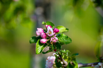 Pink blossom of apple fruit trees in springtime in farm orchards, Betuwe, Netherlands, close up