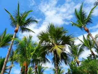 Fototapeta premium palm trees against blue sky