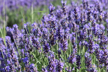 field of lavender