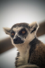 Photo of a beautiful lemur