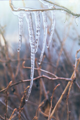 Ice icicles on the background of the winter garden