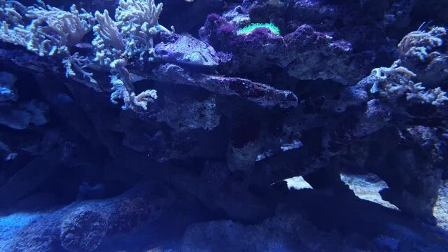 Little pretty fish playing under blue reef and sea anemone