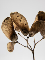 seed pods