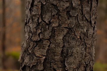 tree texture