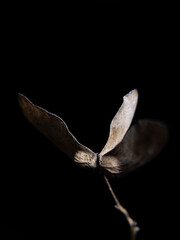 seed pods