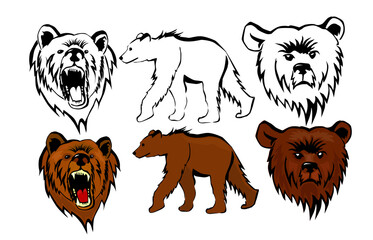Set of drawings of a bear. Vector illustration