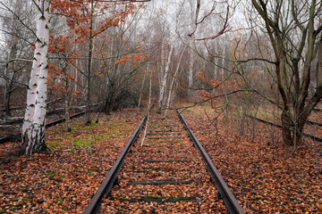 Trees are growing between the rails of a defunct railway line in a birch grove in autumn -...