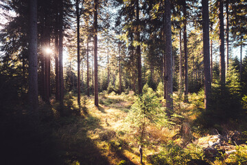 Autumn forest with sunshine in Czech republic