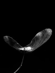 seed pods
