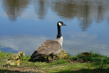 Canada goose, also known as Branta canadensis, with goslings on a lakeshore