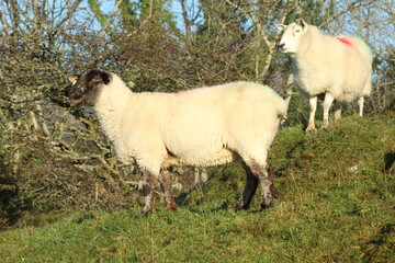 Two sheep on hill on farmland in rural Ireland during winter