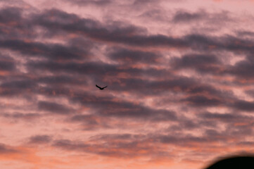 seagull in the sky