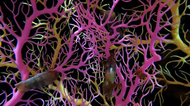 Scyliorhinus torazame fertilized eggs attached to aquarium ornaments