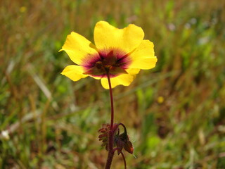 Obraz premium Spotted Rock-Rose (Tuberaria guttata)
